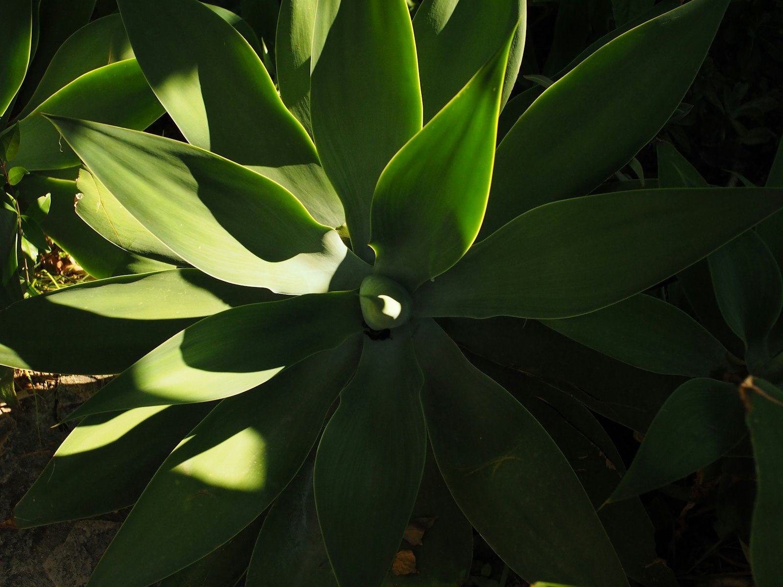 Agave leaves in bright high-desert sunlight