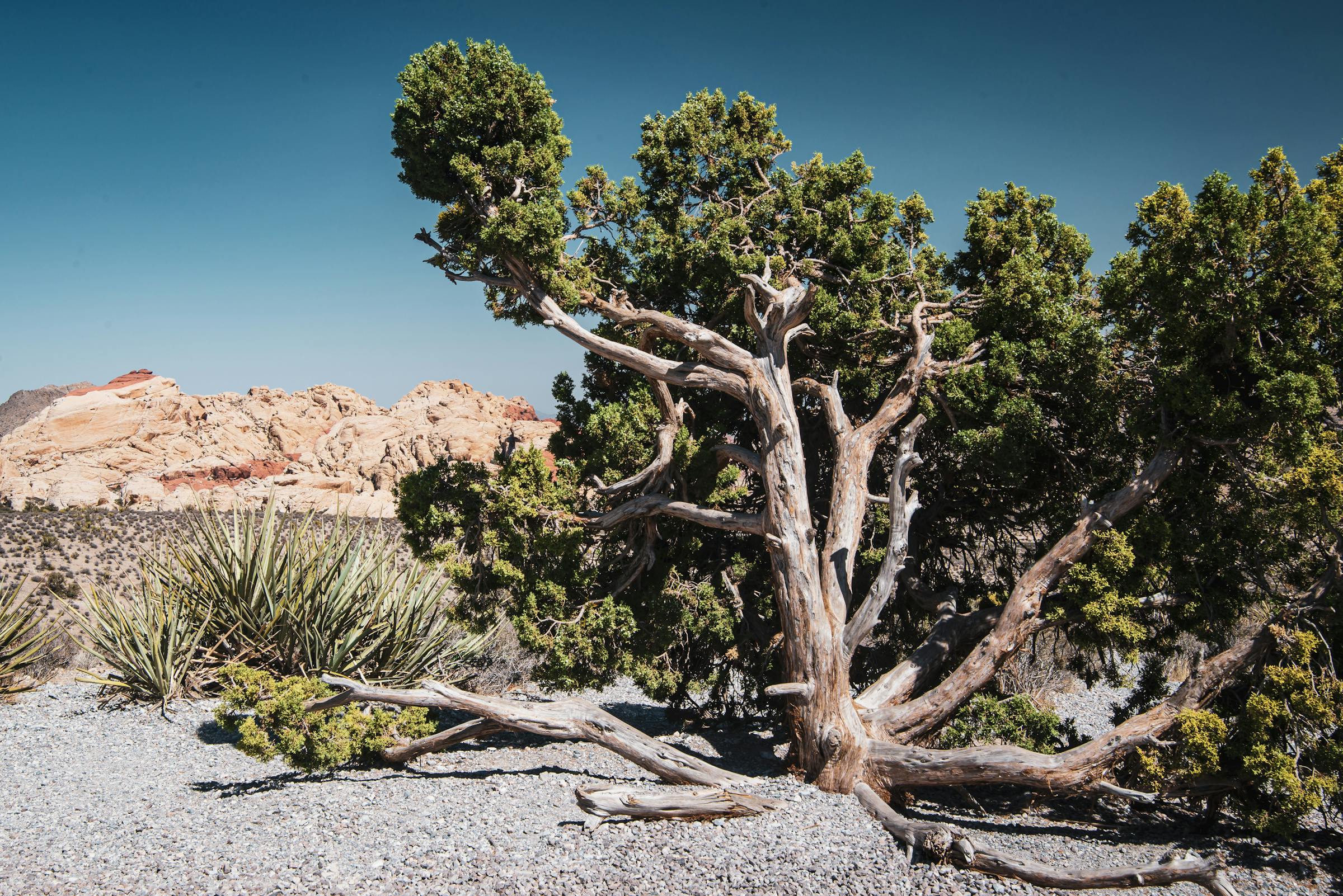 Mature juniper tree, characteristic high-desert specimen in Bernalillo County