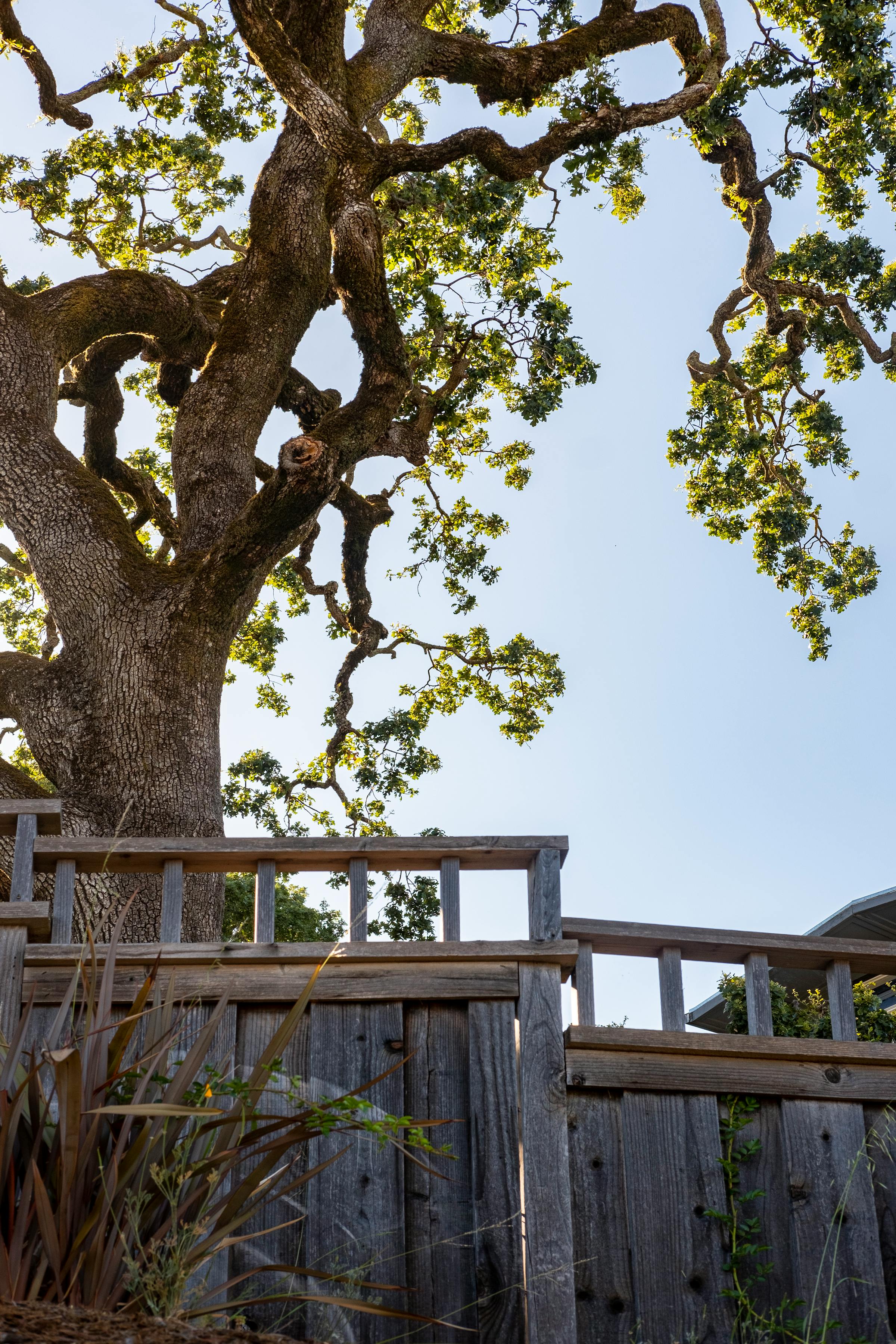 Wood fence behind a yard tree — cedar fence panel work
