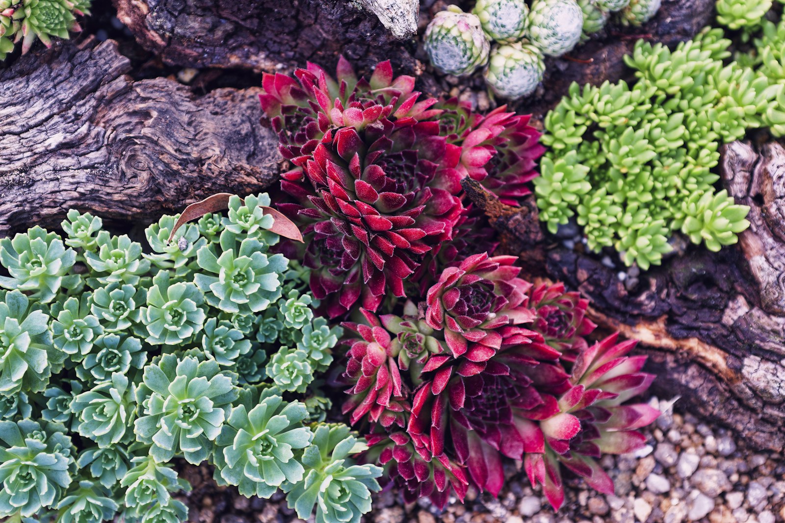 Succulents and bark mulch in a desert bed