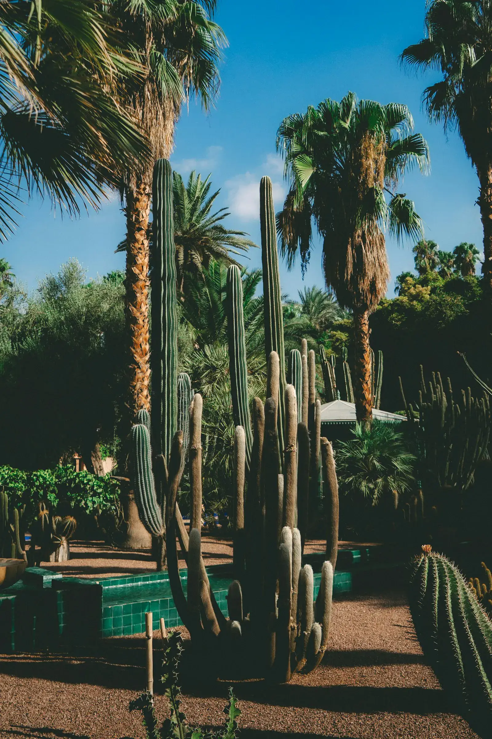 Tall cacti and xeriscape bed in a Southwest residential yard
