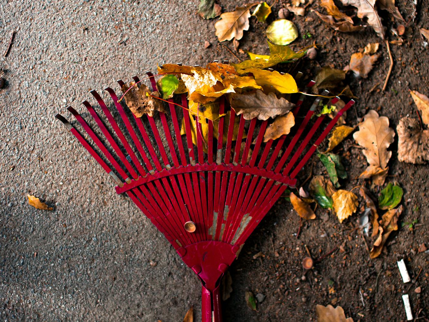 Rake and autumn leaves gathered on pavement